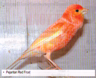 pejantan burung kenari red frost