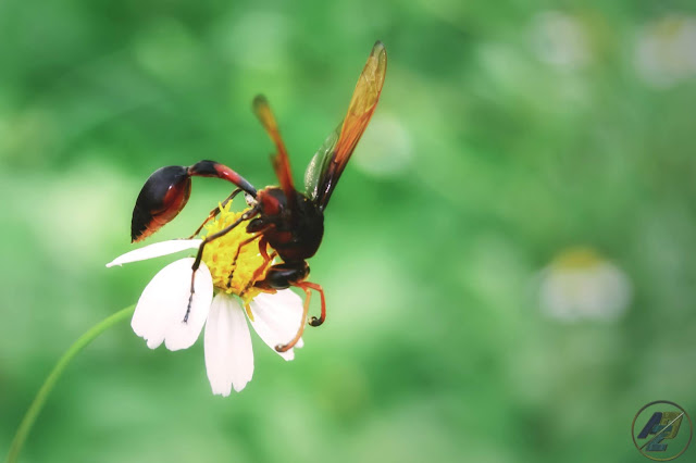 Top 10 Ten Beautiful Macro Photography Part 8 | Random Insect Photos