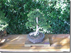CIMG0339