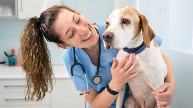 5 Ways to Improve Your Pet's Care