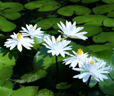 flor-de-lotus-branco-do-egito