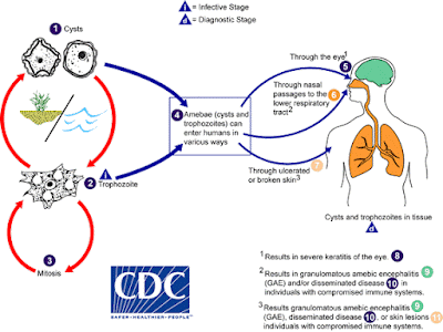 Imagem e informações do ciclo de vida cortesia de DPDx