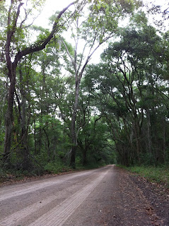 spanish moss trees