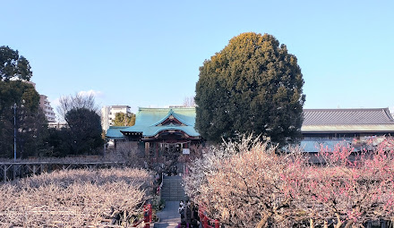 亀戸天神社の梅