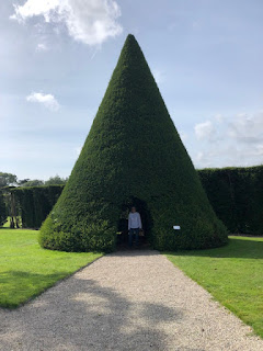 Conical Yew at Antony