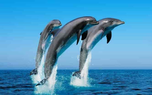 Dolphin Facts/ Most Unique and Amazing Facts