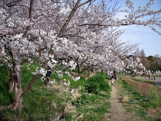 sakura