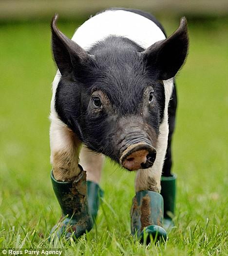 Pigs wear Boots Seen On www.coolpicturegallery.us