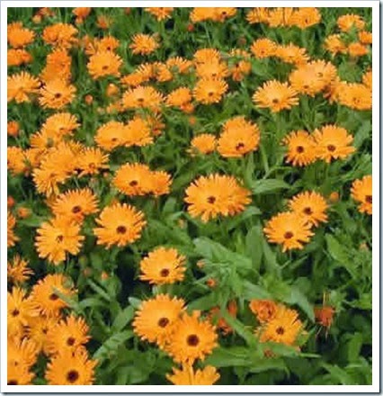 calendula