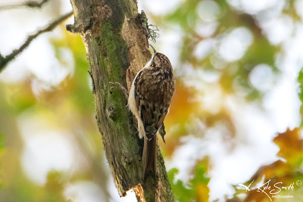 Treecreeper