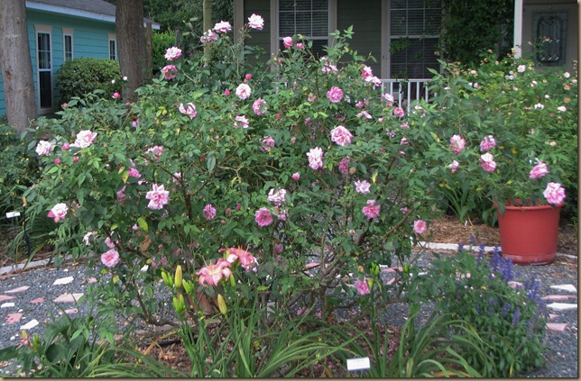 IMG_2307 IMG_2307