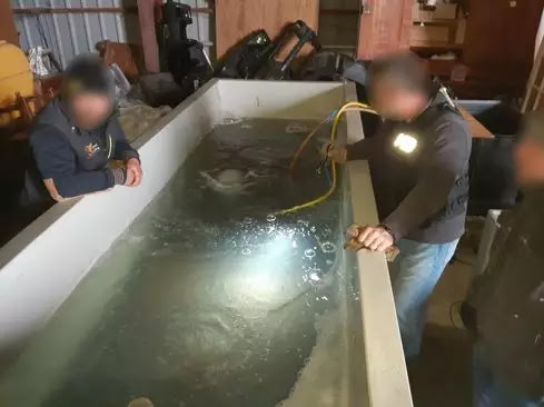 Duro colpo al traffico di "anguille": 49 persone arrestate in tutta Europa