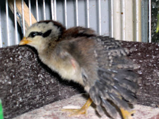 Sami shows off her feathers