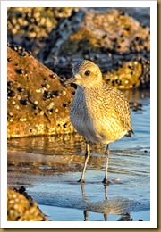 untitled Black-bellied PloverD7K_8137 November 03, 2011 NIKON D7000