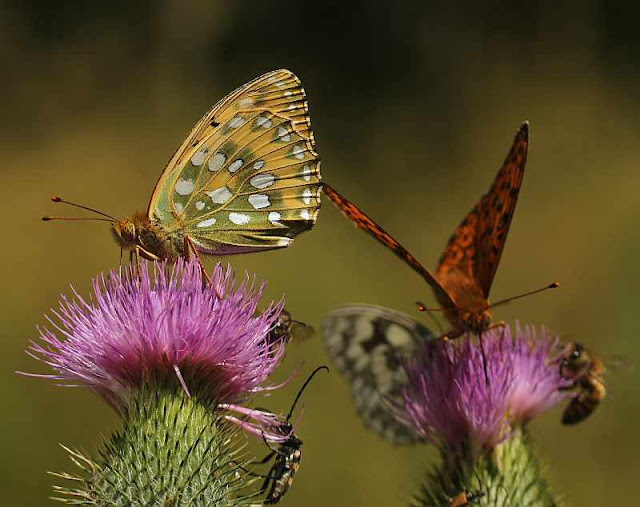 Großer Perlmutterfalter, Argynnis aglaja