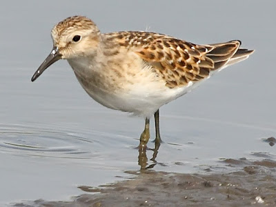 Least Sandpiper