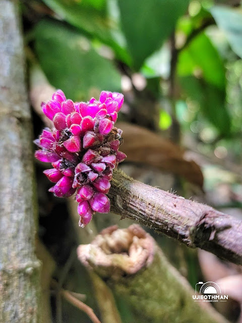 Flora di Bukit Jambul, Bayan Lepas