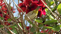 Japanese white eye, back view, Diamond Head, Oahu - © Denise Motard