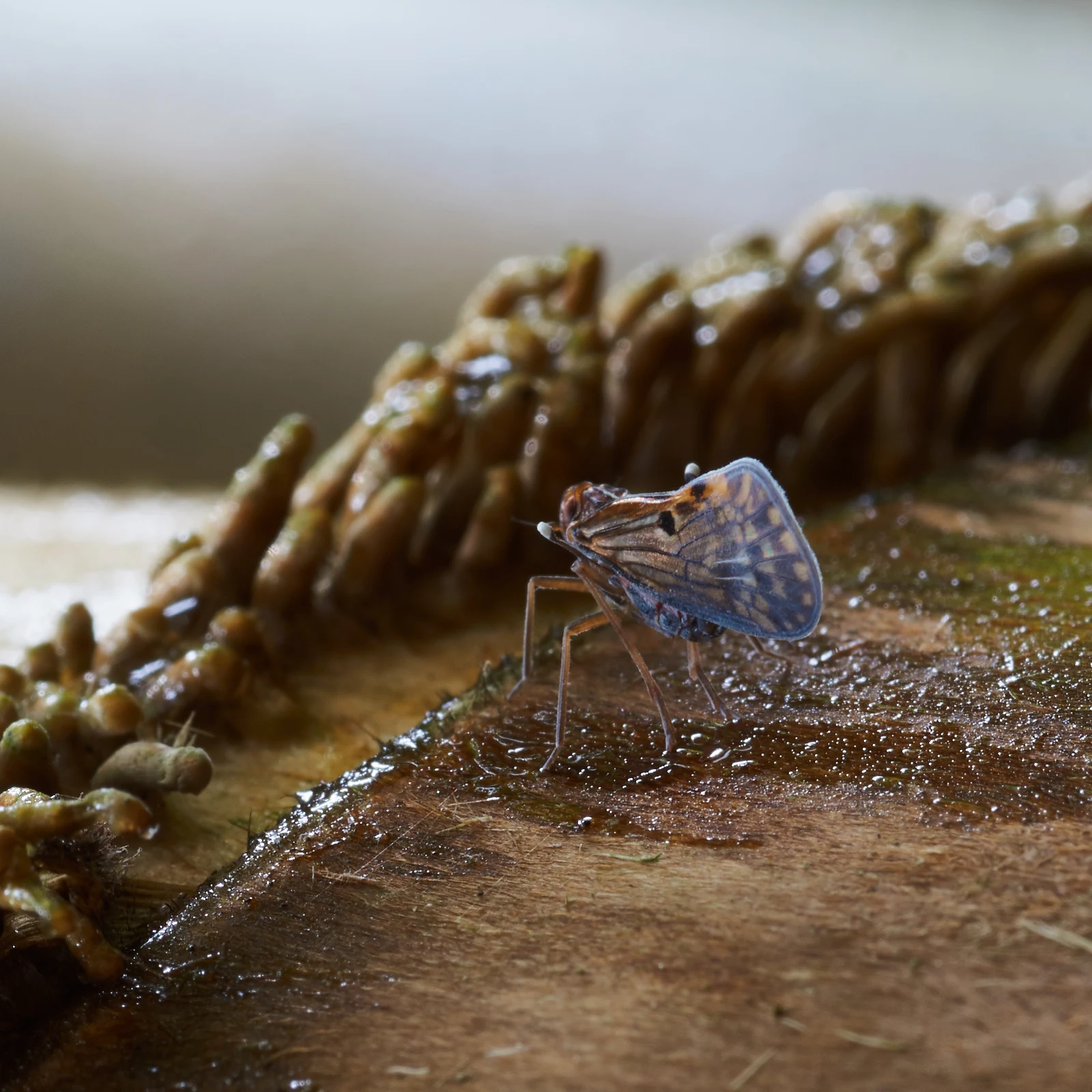 The camera sees things in a unique way. This tiny butterfly is actually sitting on a column of bamboo. But she looks extra-terrestrial.