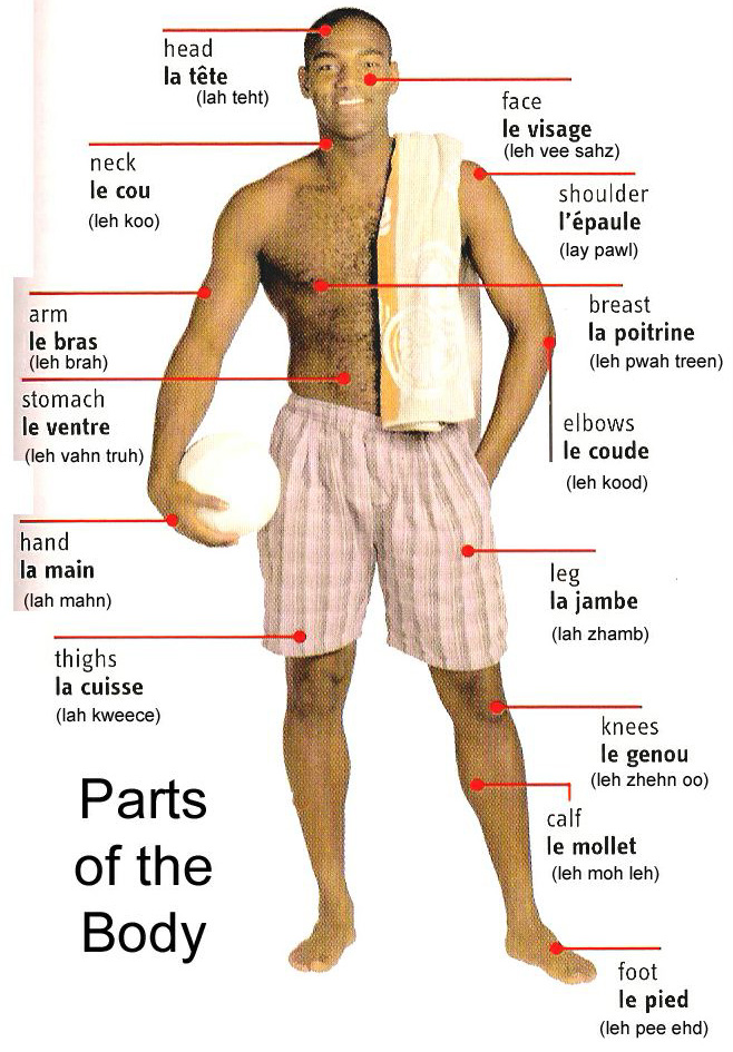 Let's Learn French Together: Parts of the Body