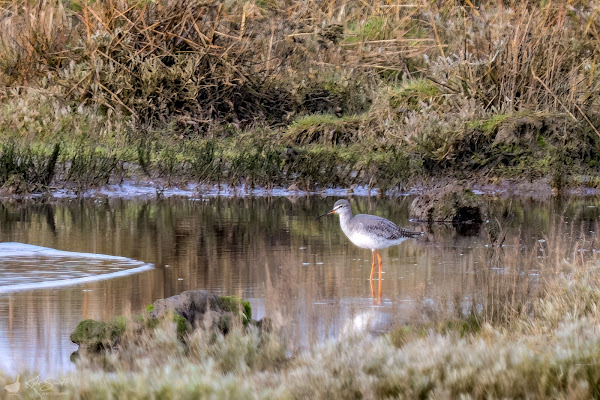 Spotted redshank