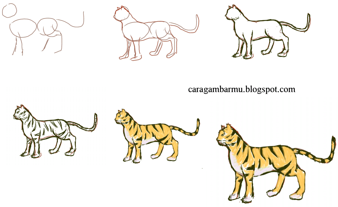  cara  menggambar  harimau