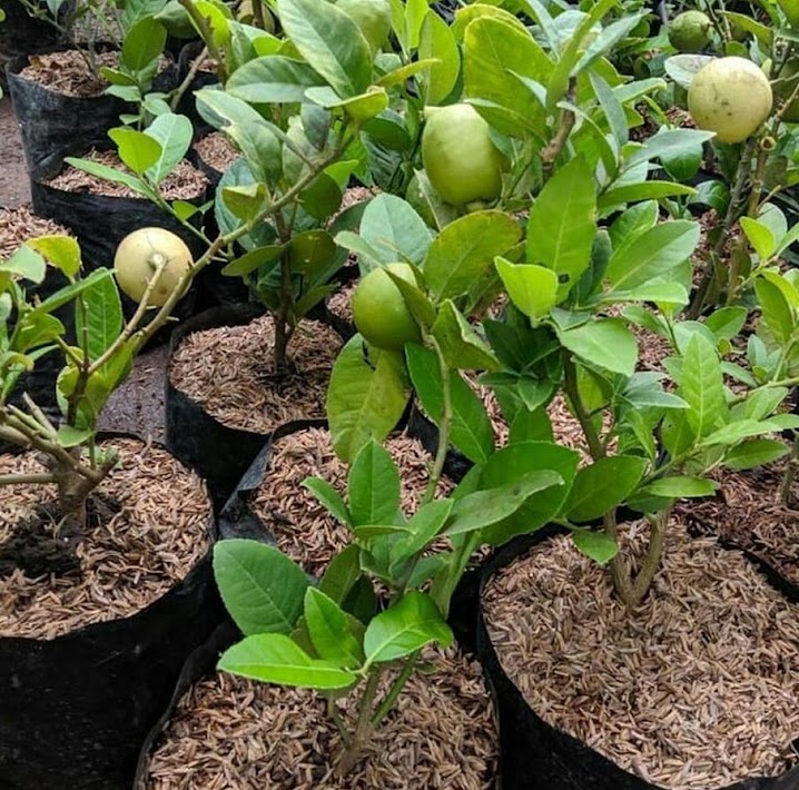 bibit lemon california bibit jeruk buah import hasil okulasi cepat cepat berbuah Kalimantan Barat