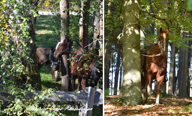 Pferde im Spessart