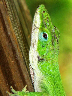 Green+Anole+Headshot.jpg (click on the thumbnail for a larger image)