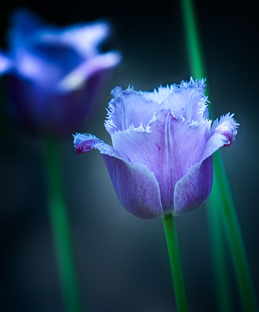 types of flowers blue Beautiful Blue Tulips Flowers | 520 x 626