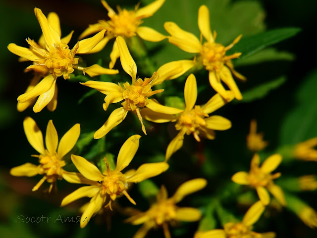 Solidago virgaurea