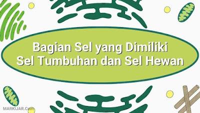 Bagian Sel yang Dimiliki Sel Tumbuhan dan Sel Hewan