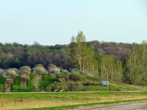 spring trees