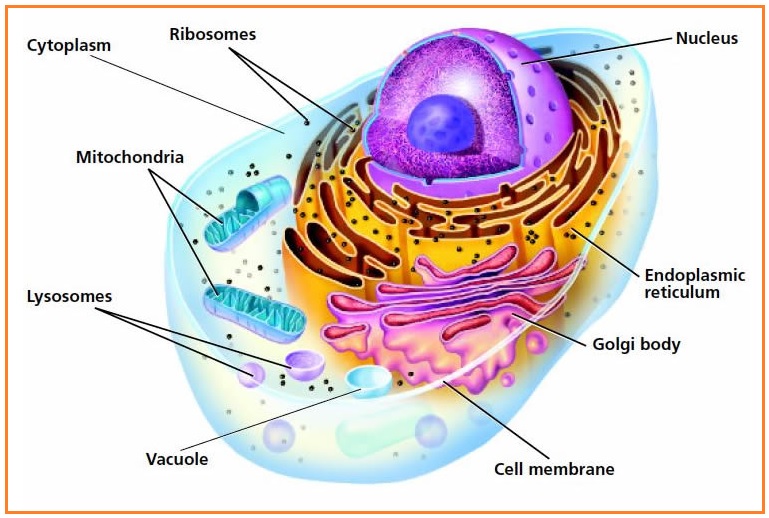 Contoh soal essay biologi