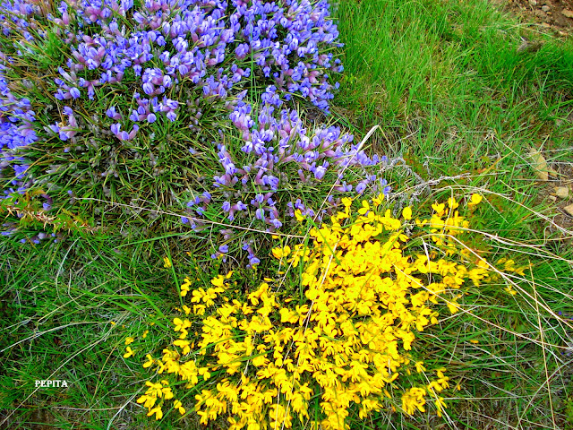 foto de flores de la sierra Piorno en Jérez del Marquesado. Sierra Nevada