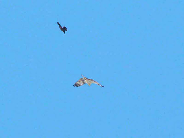Osprey chased by crow
