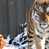 Friendship Between Tiger And Goat Ends Violently!