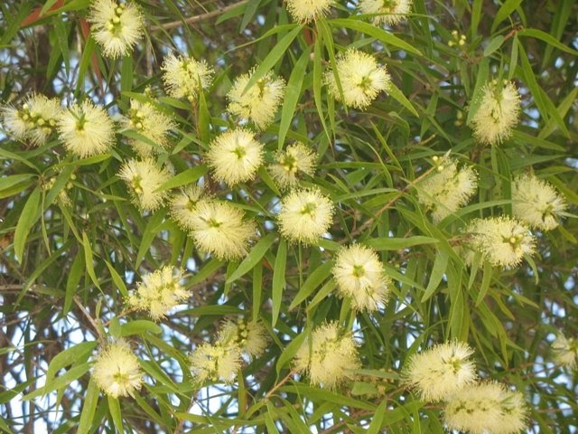 Bracelet Honey-myrtle-Melaleuca armillaris ssp. akineta- Family Myrtaceae  Stock Photo - Alamy
