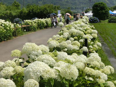 あじさいの里