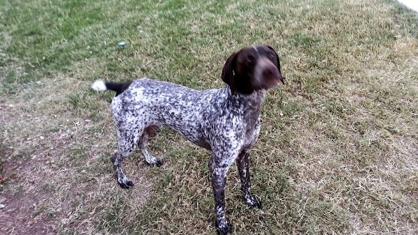 German Shorthaired Pointer Puppies Arizona