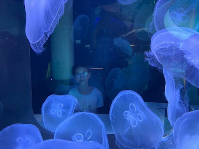 Jellyfish in Aquarium at Frost Museum, Miami, Florida