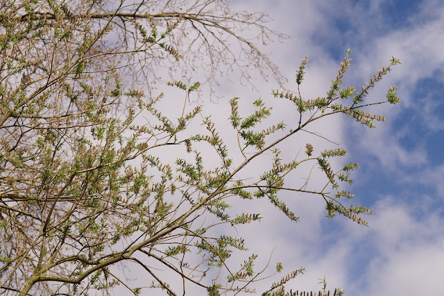 spring breeze in the willows