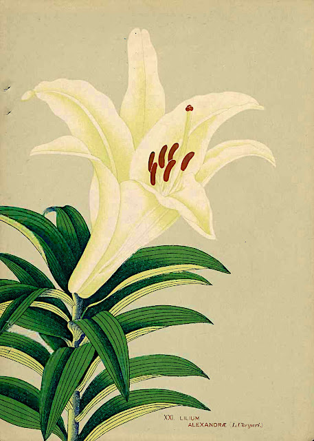 Лилия Александры / Лилия укэюри (Lilium alexandrae, =Lilium ukeyuri)
