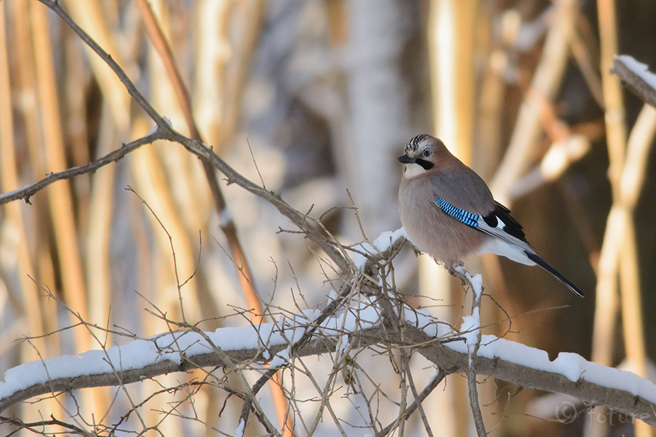 Pasknäär, Garrulus glandarius, Eurasian Jay, rästas