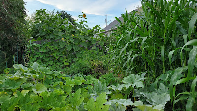 Garden in August