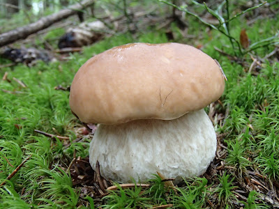 borowik szlachetny Boletus edulis