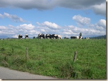 Contented cows