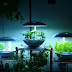Hydroponic Cultivation tips at home in a simple