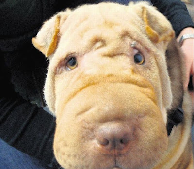 Shar Pei After Facelift Seen On www.coolpicturegallery.us