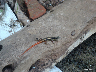 Red Tailed Lizard, Aranna